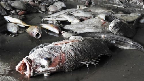 Cá chết ở bờ biển Hà Tĩnh (Ảnh: BizLIVE)