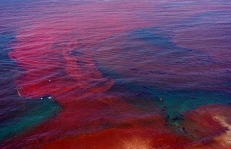 Thủy triều đỏ là hiện tượng tự nhiên thường xảy ra tại nhiều nước trên thế giới (Ảnh: Wall Street otc image)