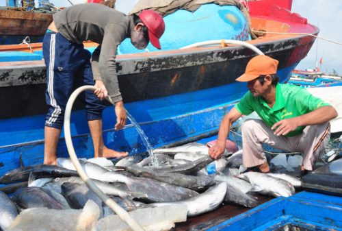 Nhiều ngư dân tỉnh Quảng Ngãi sau khi đánh bắt ở những vùng biển xa trở về không bán được cá vì giá quá rẻ (Ảnh: T.Trực/nld.com.vn)