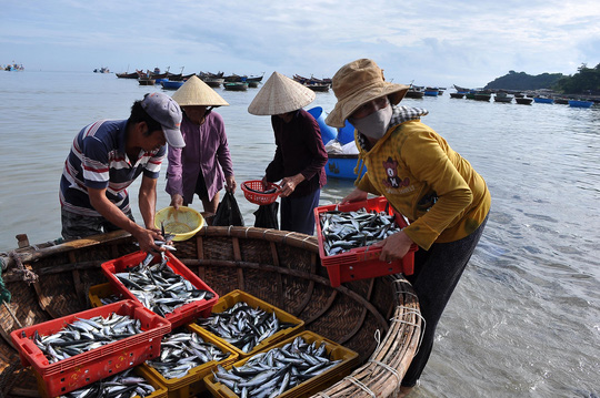 Cá đầy khoang, ngư dân Quảng Ngãi vẫn khóc ròng