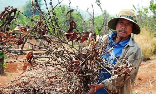 Tình trạng khô hạn ở Kon Tum đang ngày càng nghiêm trọng.