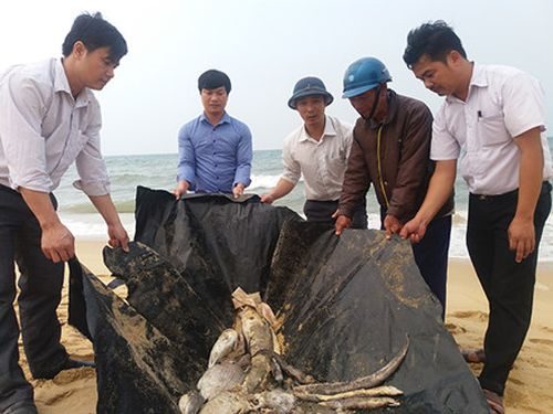 Cán bộ  Sở TNMT tỉnh Quảng Bình hướng dẫn người dân chôn, tiêu hủy cá chết tại xã Quảng Thọ. 