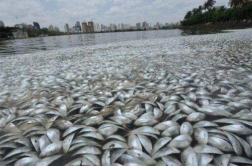 Khoảng 7 giờ sáng 4/5, người dân Trung Quốc phát hiện số lượng lớn cá chết ở hồ Hồng Thành, thành phố Hải Khẩu, tỉnh Hải Nam. (Nguồn: huanqiu.com)