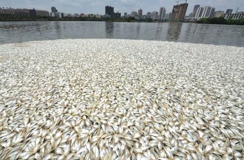 Tính đến 12 giờ cùng ngày, nhân viên môi trường đã thu dọn hơn 20 tấn cá chết.