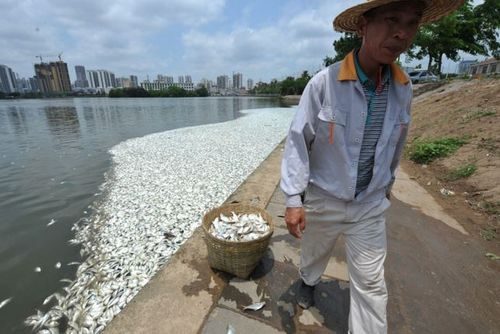 Theo chuyên gia, hiện tượng cá chết có thể liên quan đến sự thay đổi về độ mặn của nước ở hồ Hồng Thành (Nguồn: huanqiu.com)