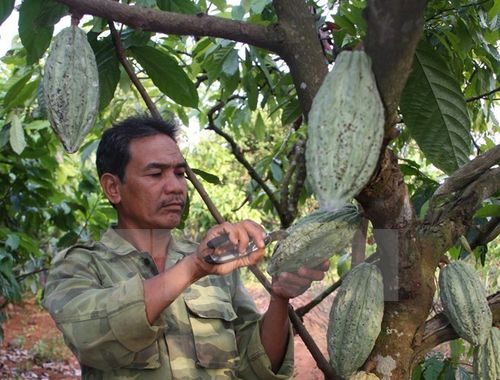 Chăm sóc vườn cây cacao (Ảnh: Trần Lê Lâm/TTXVN)
