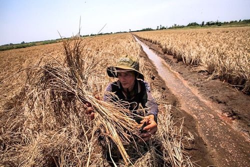 Hạn hán ở ĐBSCL khiến hàng ngàn ha lúa và hoa màu của người dân bị thiệt hại (Ảnh: Đại Đoàn Kết)