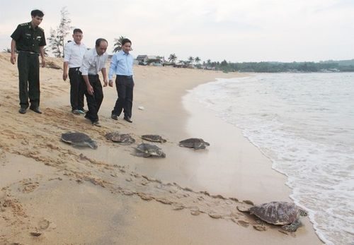 Thả 6 cá thể rùa biển về tự nhiên (Ảnh: Phước Ngọc/TTXVN)