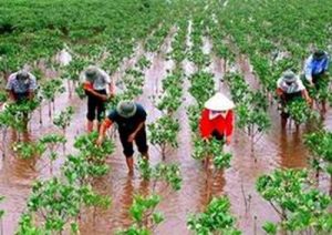 Ảnh minh họa: chinhphu.vn