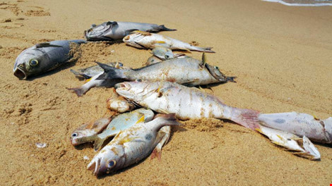 Cá chết ở vùng biển Quảng Trị đã làm đời sống người dân vô cùng khó khăn. Ảnh: VIẾT LONG