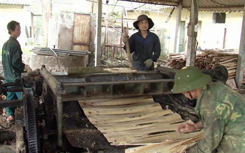 Chế biến gỗ rừng trồng ở Công ty TNHH một thành viên lâm nghiệp Việt Hưng.