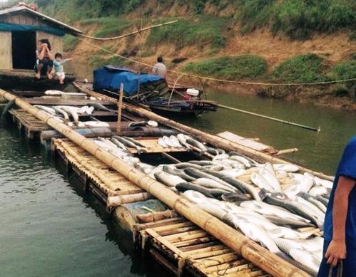 Hơn 17 tấn cá của người dân đã chết vì nguồn nước bị ô nhiễm
