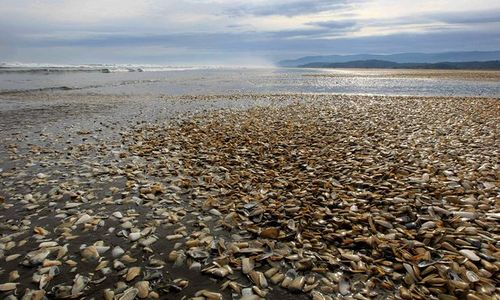 Hàng vạn con ngao nhiễm độc bị chết trên bờ biển phía nam Chile. 