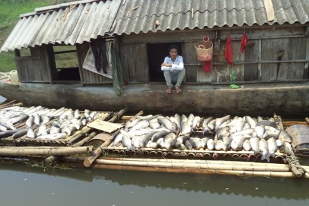 Hành vi xả thải của Cty CP Mía đường Hòa Bình đã khiến 17 tấn cá lồng bè của nhiều hộ gia đình tại Thanh Hóa chết trắng sông Bưởi. 
