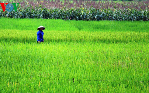 117 ha lúa của người dân xã Thạch Định có nguy cơ mất trắng do nguồn nước sông Bưởi bị ô nhiễm không thể lấy để tưới cho lúa