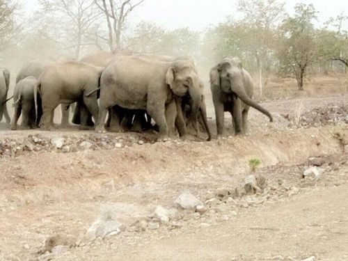 Đàn voi rừng xuất hiện tại xã Cư M'Lan giữa ban ngày