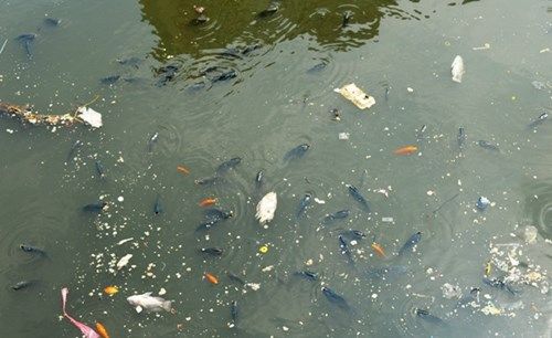 Cá chết ngửa bụng trên kênh Nhiêu Lộc – Thị Nghè ở TP.HCM