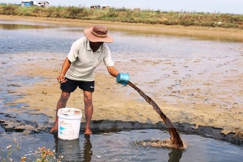 Xử lý hồ nuôi tôm bị dịch bệnh (Ảnh minh họa: Hồ Cầu/TTXVN)