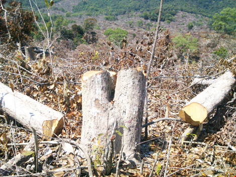 Gần 110 ha rừng tại xã Phú Mỡ, huyện Đồng Xuân bị xóa sổ.