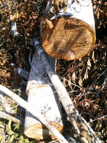  Hàng loạt gỗ rừng bị chặt hạ, phá dọn tại xã Phú Mỡ, huyện Đồng Xuân