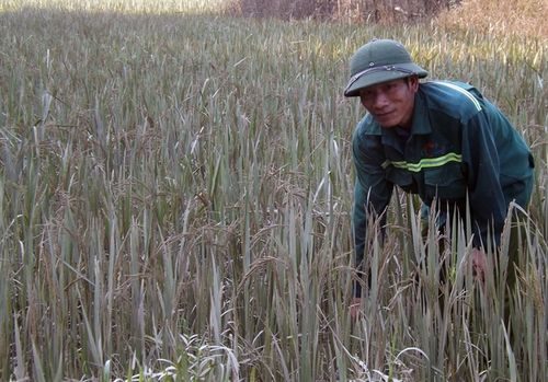 Lúa, hoa màu của người dân xã Cam Lâm bị thiệt hại vì đập nước thủy điện dâng bất ngờ