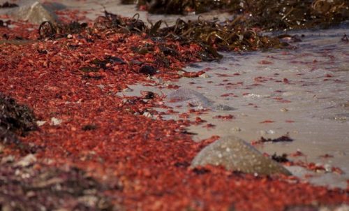 Ảnh minh họa: MBNMS