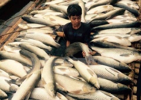 Cá chết hàng loạt tại một hộ nuôi cá lồng trên sông Bưởi (Ảnh: Trịnh Duy Hưng/TTXVN)