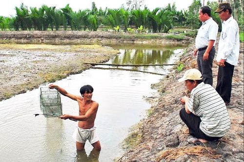 Chính quyền địa phương thực tế hộ nuôi tôm bị chết ở xã Hồ Thị Kỷ (huyện Thới Bình).