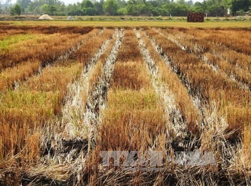 Cánh đồng lúa bỏ hoang sau khi thu hoạch xong vụ đông xuân 2015-2016 tại vùng ven huyện Bến Cầu, Tây Ninh (Ảnh: Thanh Tân/TTXVN)