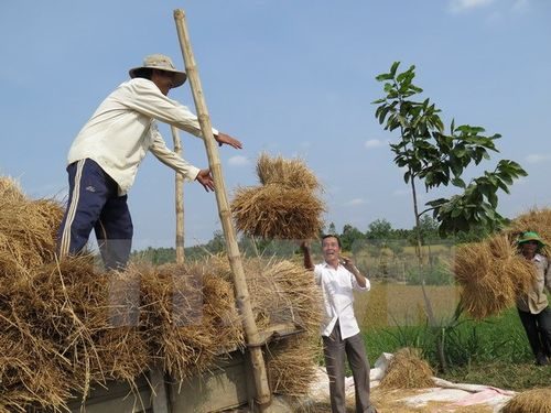 Nông dân tại ấp 6, xã Bình Thành, huyện Giồng Trôm, Bến Tre thu gom rơm về cho bò ăn (Ảnh: Hồng Nhung/TTXVN)