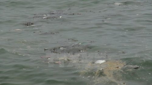 Cá chết trôi dạt vào bờ biển xã Đức Trạch, Bố Trạch, Quảng Bình (Ảnh: Đức Thọ/TTXVN)