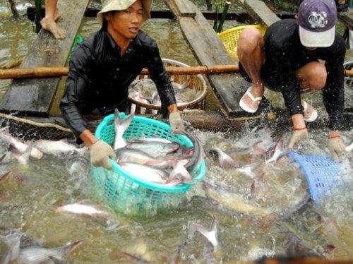 Nông dân tỉnh Hậu Giang thu hoạch cá tra (Ảnh: Thanh Vũ/TTXVN)