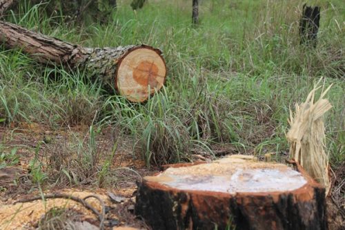 Hàng chục cây thông trên 50 tuổi, cao khoảng 20m, đường kính từ 50 cm trở lên tại khu vực Hòn Bồ, Phường 12, TP. Đà Lạt bị lâm tặc chặt hạ.