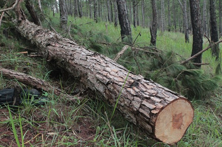  Hàng chục cây thông trên 50 tuổi, cao khoảng 20m, đường kính từ 50 cm trở lên tại khu vực Hòn Bồ, Phường 12, TP. Đà Lạt bị lâm tặc chặt hạ.