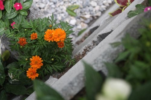 Các loài hoa đơn giản, dễ tìm, dễ mua được Tùng sử dụng trong vườn hoa nhỏ.