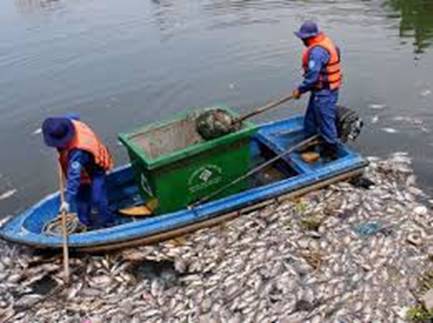 Nhân viên vệ sinh đang thu gom cá chết trên kênh Nhiêu Lộc – Thị Nghè.