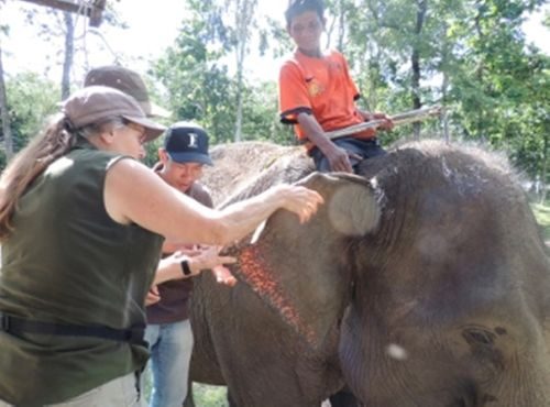 Bác sĩ thú y Tổ chức Động vật châu Á chữa trị cho voi (Nguồn: Tổ chức ĐVCA cung cấp)