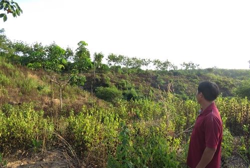 Đất dự án của Sasco. Mặc dù đã được giao trồng cao su, nhưng nhiều khoảnh nhìn không có vẻ gì là vườn cao su.