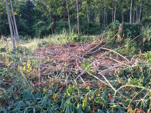 Đất dự án của Sasco. Mặc dù đã được giao trồng cao su, nhưng nhiều khoảnh nhìn không có vẻ gì là vườn cao su.