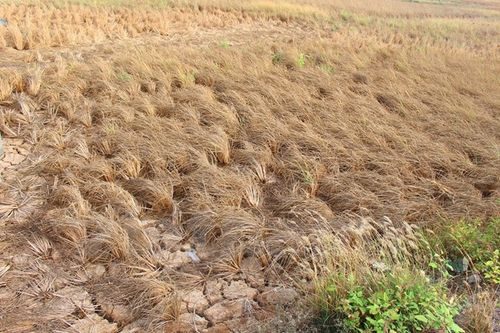Nhiều cánh đồng lúa ở Đồng bằng sông Cửu Long bị chết do khô mặn lịch sử (Ảnh: Hùng Võ/Vietnam+)
