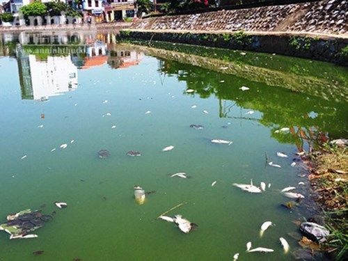 Cá chết nổi lềnh bềnh trên mặt nước ở hồ Trạm (phường Hải Đình, Đồng Hới, Quảng Bình)