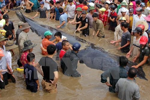 Các lực lượng chức năng cùng người dân nỗ lực giải cứu cá voi mắc cạn tại bờ biển xã Diễn Thịnh. (Ảnh: Tá Chuyên/TTXVN)