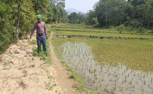 Người dân phải tốn nhiều công xúc cát, sỏi ra khỏi các đám ruộng bị bồi lấp sau mỗi trận mưa vì đầu nguồn khai thác mỏ sắt nhưng không hoàn thổ, không trồng lại rừng (Ảnh: Hưng Thơ)