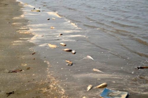 Cá lù đù chết bất thường dạt bờ biển Nghệ An trong nhiều ngày liên tục