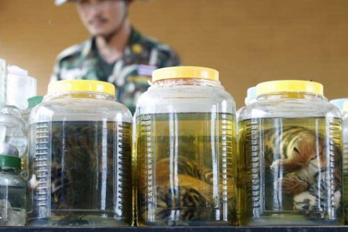 Hàng loạt xác hổ con được tìm thấy tại chùa Hổ (Ảnh: EPA)