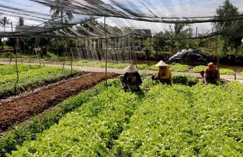  Mô hình trồng rau màu sạch, an toàn tại xã Trí Lực, huyện Thới Bình, tỉnh Cà Mau (Ảnh: Kim Há - TTXVN)