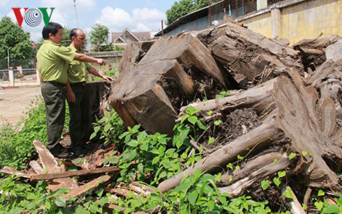 Hơn 7 m3 gỗ thủy tùng được Hạt kiểm lâm huyện Ea Hleo thu giữ. 