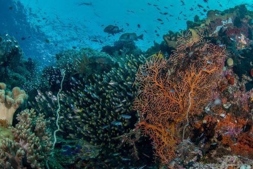 Đa dạng sinh học giúp cá ở các rạn san hô chống chọi tốt hơn với BĐKH (Rạn san hô ở Raja Ampat, West Papua - Ảnh: Rick Stuart-Smith)