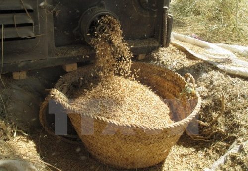 Hạt lúa được tuôn vào giỏ trong mùa gặt hàng năm ở Iran (Nguồn: AFP/TTXVN)