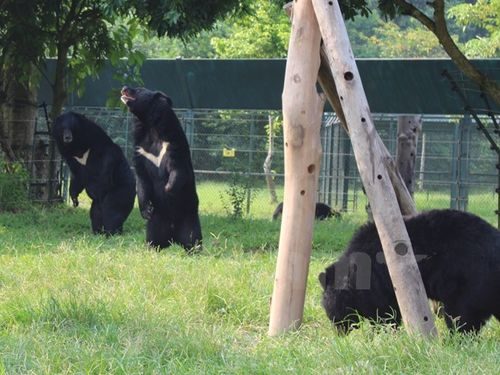 Giây phút vui đùa của các cá thể gấu tại Trung tâm Cứu hộ Gấu Việt Nam. (Ảnh: Hùng Võ/Vietnam+)